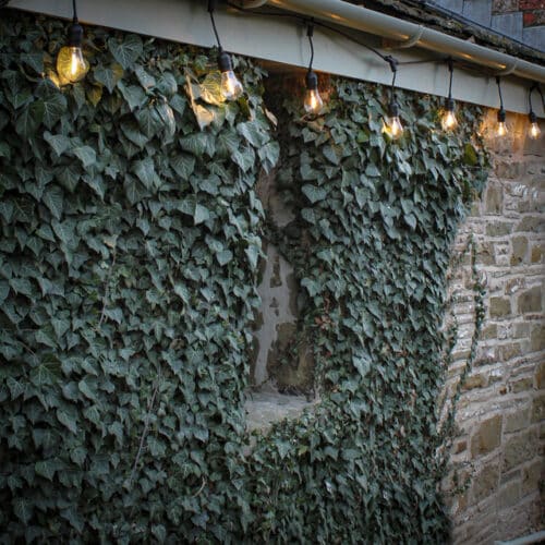 10M Black Festoon Lights - 500mm Spacing - 100mm Drop