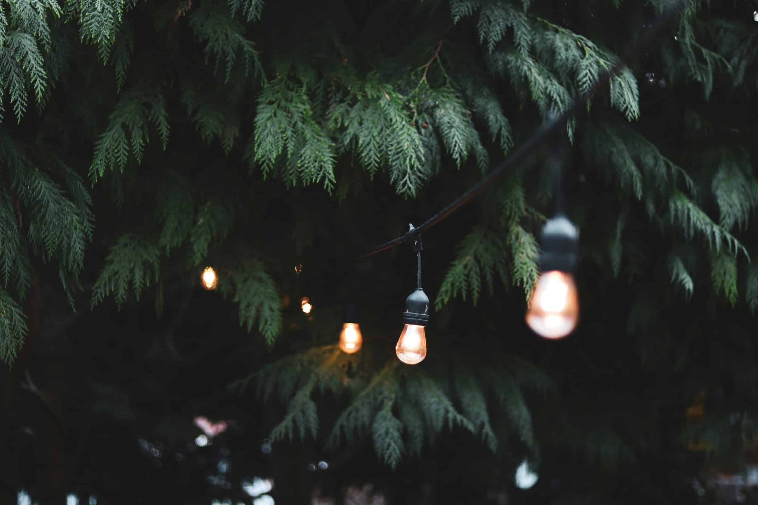 Festoon lights gracefully strung between tree branches, illustrating a method for how to hang festoon lights outdoors
